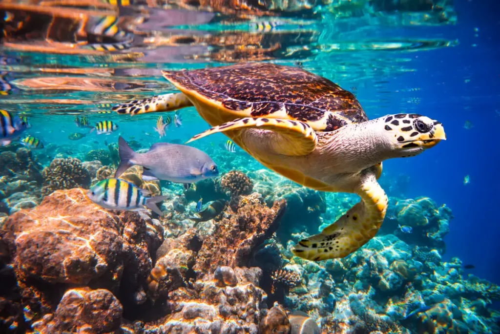 sea creatures of Maldives Island